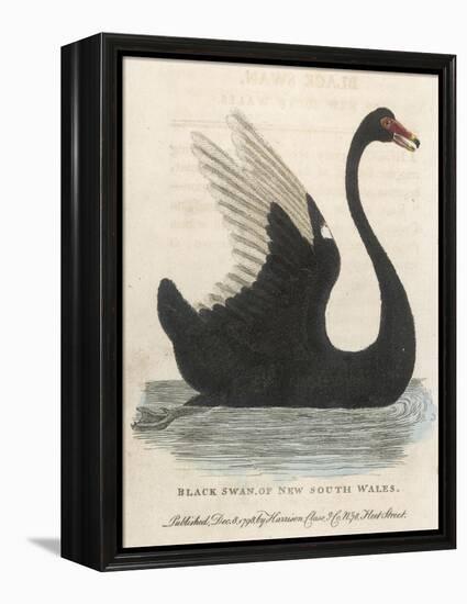The Black Swan of New South Wales-Harrison Cluse-Framed Premier Image Canvas