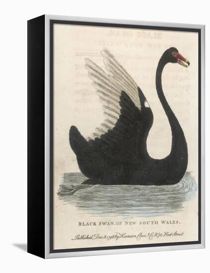 The Black Swan of New South Wales-Harrison Cluse-Framed Premier Image Canvas