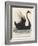 The Black Swan of New South Wales-Harrison Cluse-Framed Photographic Print