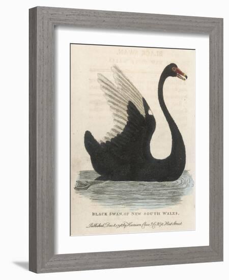 The Black Swan of New South Wales-Harrison Cluse-Framed Photographic Print