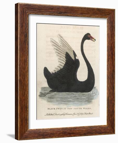 The Black Swan of New South Wales-Harrison Cluse-Framed Photographic Print