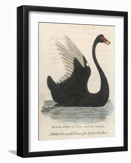 The Black Swan of New South Wales-Harrison Cluse-Framed Photographic Print