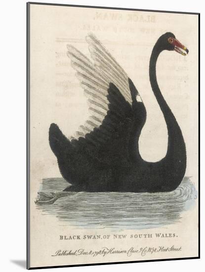 The Black Swan of New South Wales-Harrison Cluse-Mounted Photographic Print