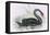 The Black Swan-John Gould-Framed Premier Image Canvas