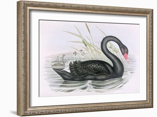 The Black Swan-John Gould-Framed Giclee Print