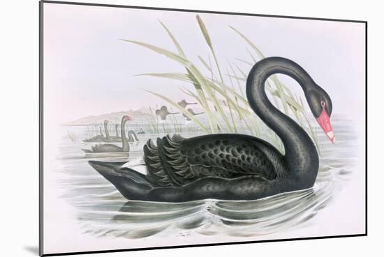 The Black Swan-John Gould-Mounted Giclee Print