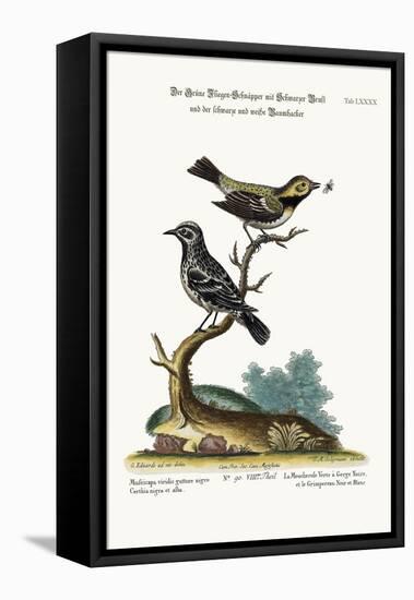 The Black-Throated Green Flycatcher, and the Black and White Creeper, 1749-73-George Edwards-Framed Premier Image Canvas