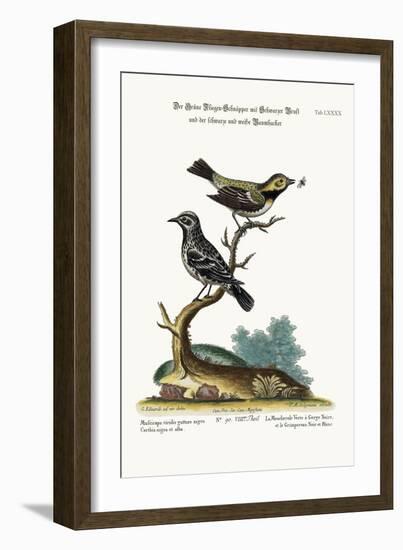 The Black-Throated Green Flycatcher, and the Black and White Creeper, 1749-73-George Edwards-Framed Giclee Print