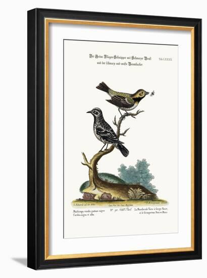The Black-Throated Green Flycatcher, and the Black and White Creeper, 1749-73-George Edwards-Framed Giclee Print