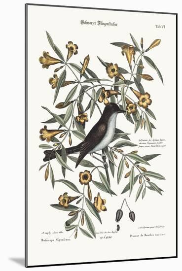 The Blackcap Flycatcher, 1749-73-Mark Catesby-Mounted Giclee Print