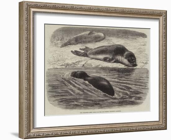 The Bladder-Nosed Seals in the Zoological Society's Gardens-Thomas W. Wood-Framed Giclee Print