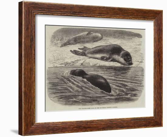 The Bladder-Nosed Seals in the Zoological Society's Gardens-Thomas W. Wood-Framed Giclee Print