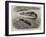 The Bladder-Nosed Seals in the Zoological Society's Gardens-Thomas W. Wood-Framed Giclee Print