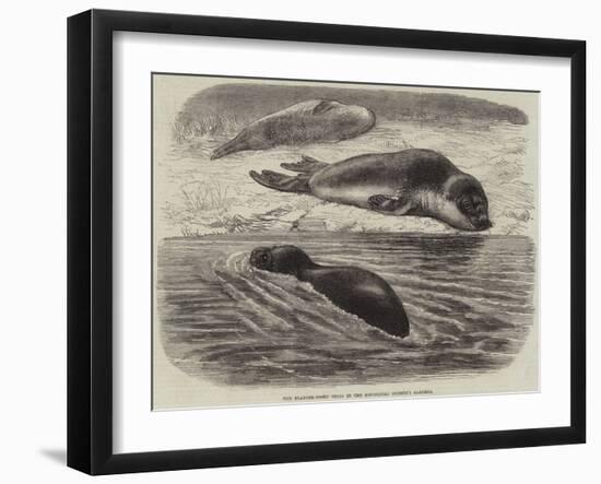 The Bladder-Nosed Seals in the Zoological Society's Gardens-Thomas W. Wood-Framed Giclee Print