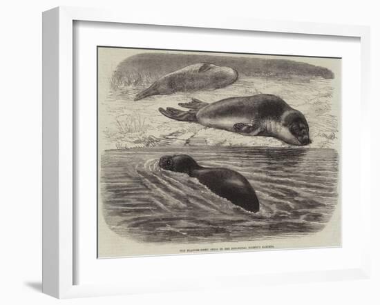 The Bladder-Nosed Seals in the Zoological Society's Gardens-Thomas W. Wood-Framed Giclee Print