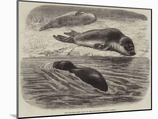 The Bladder-Nosed Seals in the Zoological Society's Gardens-Thomas W. Wood-Mounted Giclee Print