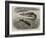 The Bladder-Nosed Seals in the Zoological Society's Gardens-Thomas W. Wood-Framed Giclee Print