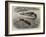 The Bladder-Nosed Seals in the Zoological Society's Gardens-Thomas W. Wood-Framed Giclee Print