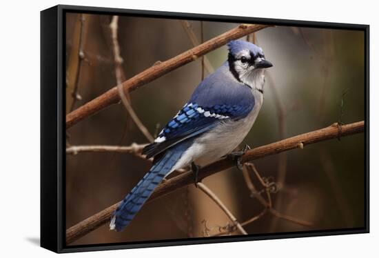 The Bleue Of Jay-Andre Villeneuve-Framed Stretched Canvas