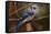 The Bleue Of Jay-Andre Villeneuve-Framed Stretched Canvas