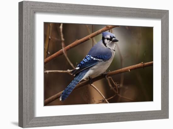 The Bleue Of Jay-Andre Villeneuve-Framed Photographic Print