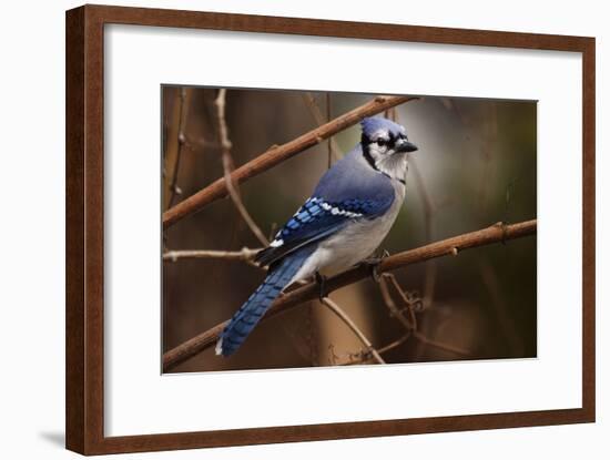 The Bleue Of Jay-Andre Villeneuve-Framed Photographic Print