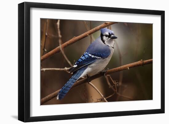 The Bleue Of Jay-Andre Villeneuve-Framed Photographic Print