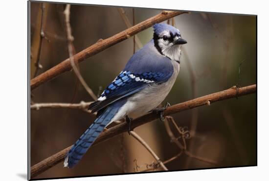 The Bleue Of Jay-Andre Villeneuve-Mounted Photographic Print