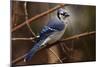 The Bleue Of Jay-Andre Villeneuve-Mounted Photographic Print
