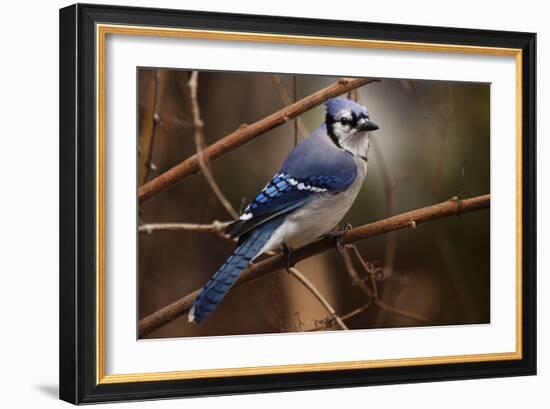 The Bleue Of Jay-Andre Villeneuve-Framed Photographic Print