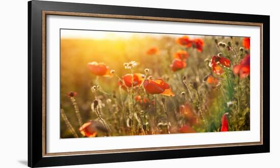 The Blooming Poppy Flowers in the Field-olegkalina-Framed Photographic Print