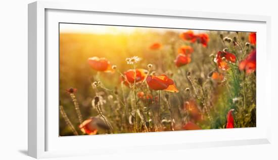 The Blooming Poppy Flowers in the Field-olegkalina-Framed Photographic Print