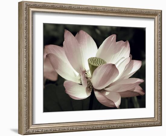 The Blossom-Andy Neuwirth-Framed Photo