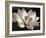 The Blossom-Andy Neuwirth-Framed Photo