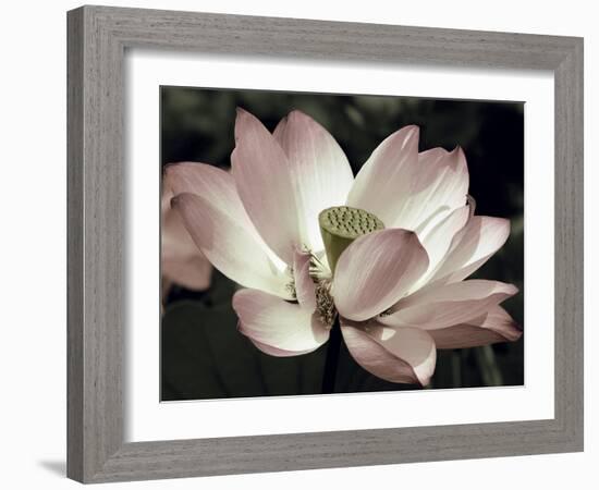 The Blossom-Andy Neuwirth-Framed Photo