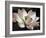 The Blossom-Andy Neuwirth-Framed Photo