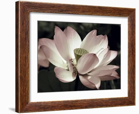 The Blossom-Andy Neuwirth-Framed Photo