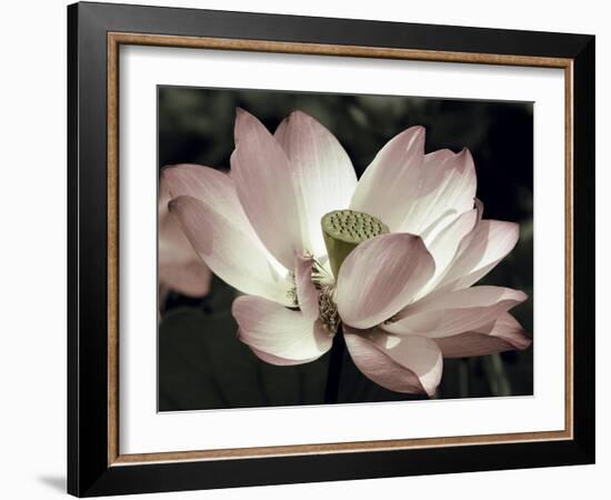 The Blossom-Andy Neuwirth-Framed Photo