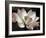 The Blossom-Andy Neuwirth-Framed Photo