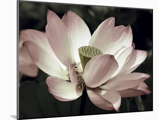 The Blossom-Andy Neuwirth-Mounted Photo