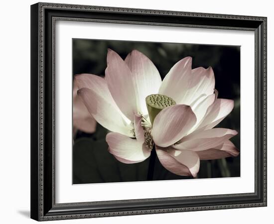 The Blossom-Andy Neuwirth-Framed Photo