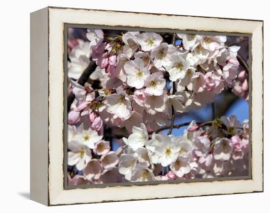 The Blossoms are Almost in Full Bloom on the Cherry Trees at the Tidal Basin-null-Framed Premier Image Canvas