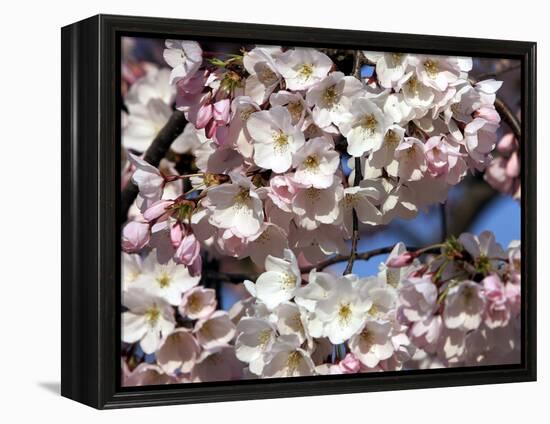 The Blossoms are Almost in Full Bloom on the Cherry Trees at the Tidal Basin-null-Framed Premier Image Canvas