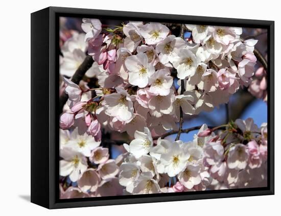 The Blossoms are Almost in Full Bloom on the Cherry Trees at the Tidal Basin-null-Framed Premier Image Canvas