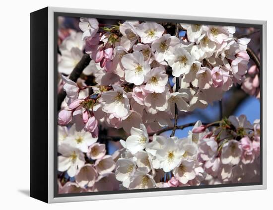 The Blossoms are Almost in Full Bloom on the Cherry Trees at the Tidal Basin-null-Framed Premier Image Canvas