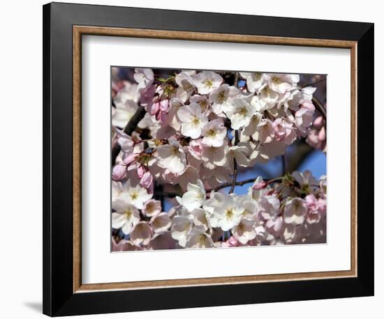 The Blossoms are Almost in Full Bloom on the Cherry Trees at the Tidal Basin-null-Framed Photographic Print