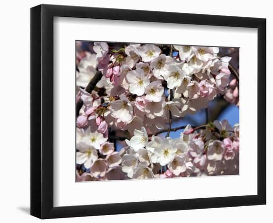 The Blossoms are Almost in Full Bloom on the Cherry Trees at the Tidal Basin-null-Framed Photographic Print