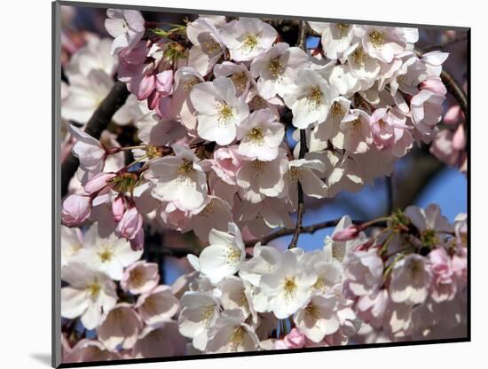 The Blossoms are Almost in Full Bloom on the Cherry Trees at the Tidal Basin-null-Mounted Photographic Print