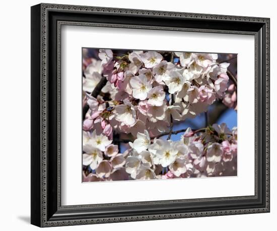 The Blossoms are Almost in Full Bloom on the Cherry Trees at the Tidal Basin-null-Framed Photographic Print