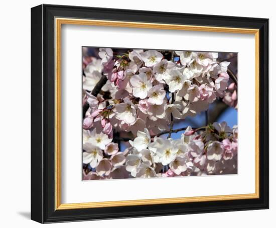 The Blossoms are Almost in Full Bloom on the Cherry Trees at the Tidal Basin-null-Framed Photographic Print